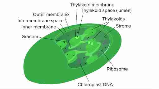 Mitochondria and chloroplasts (article)