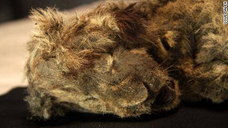 Perfectly preserved cave lion cub found frozen in Siberia is 28,000 years old. Even its whiskers are intact.