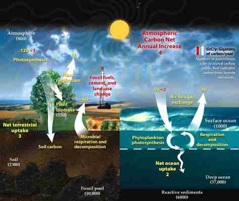 Carbon Cycle : Definition, Steps, & Diagram
